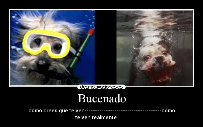 Bucenado - 