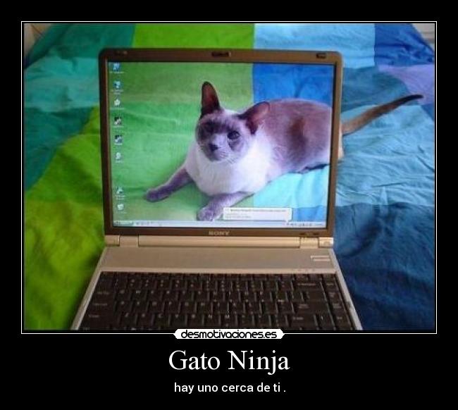 Gato Ninja - hay uno cerca de ti .