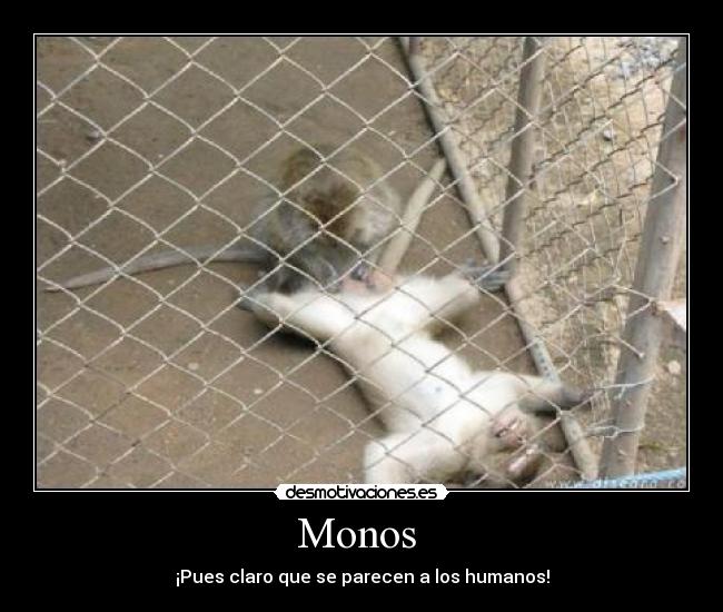Monos  - 