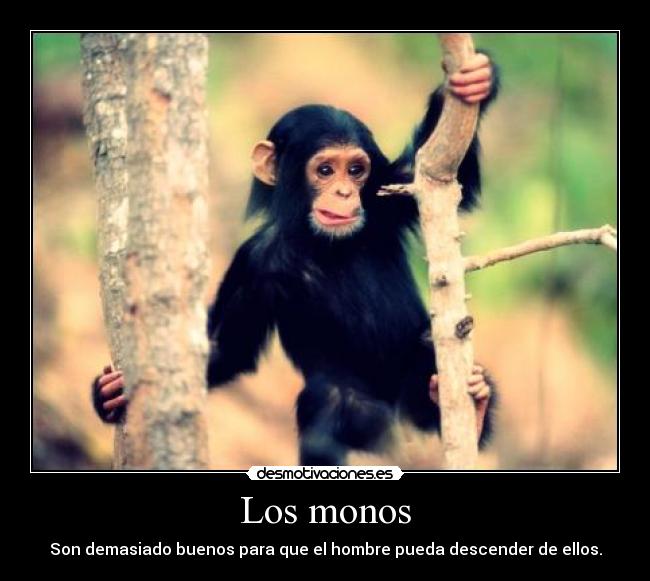 Los monos - Son demasiado buenos para que el hombre pueda descender de ellos.