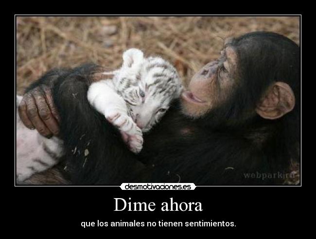Dime ahora - que los animales no tienen sentimientos.