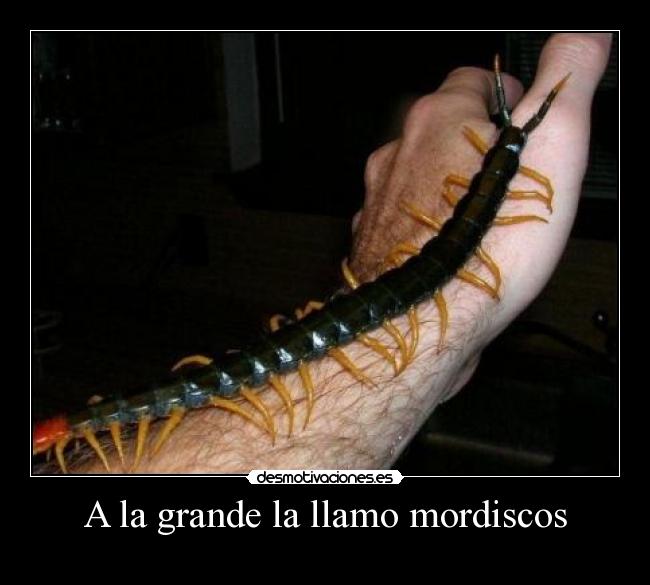 A la grande la llamo mordiscos -