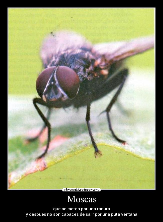 Moscas - que se meten por una ranura
y después no son capaces de salir por una puta ventana
