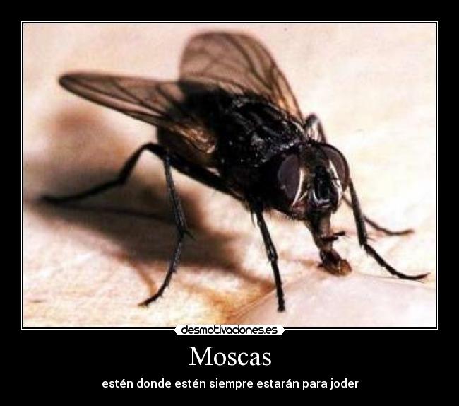 Moscas -