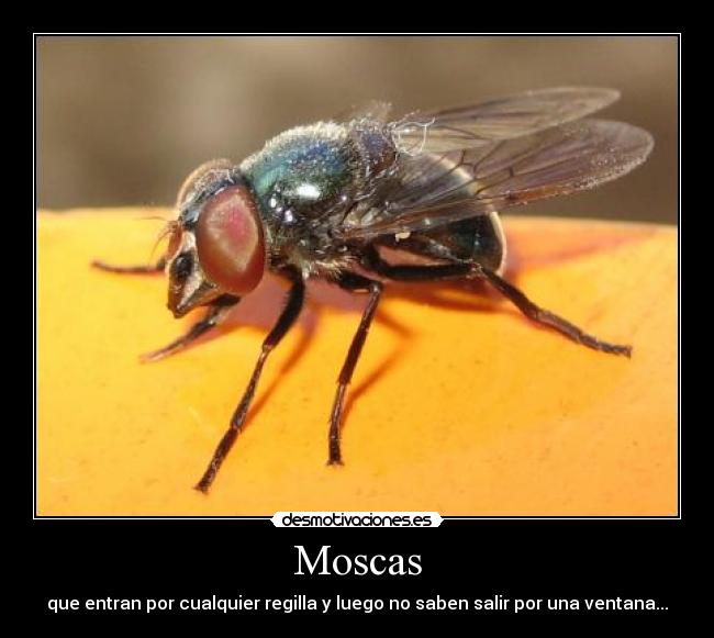 Moscas - que entran por cualquier regilla y luego no saben salir por una ventana...