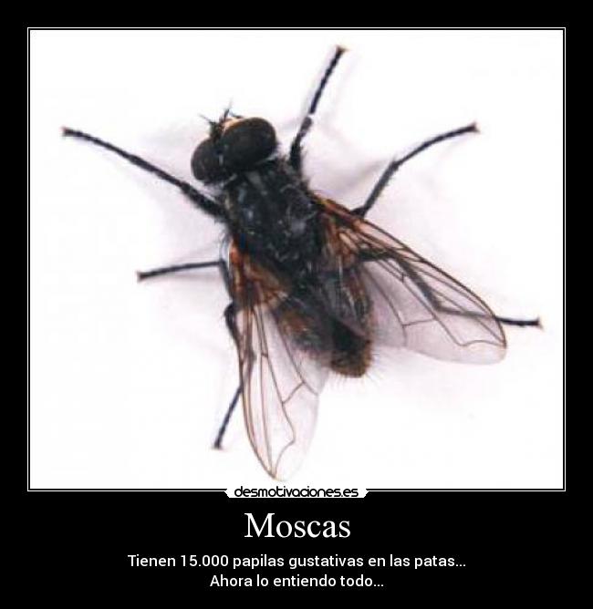 Moscas - Tienen 15.000 papilas gustativas en las patas...
Ahora lo entiendo todo...