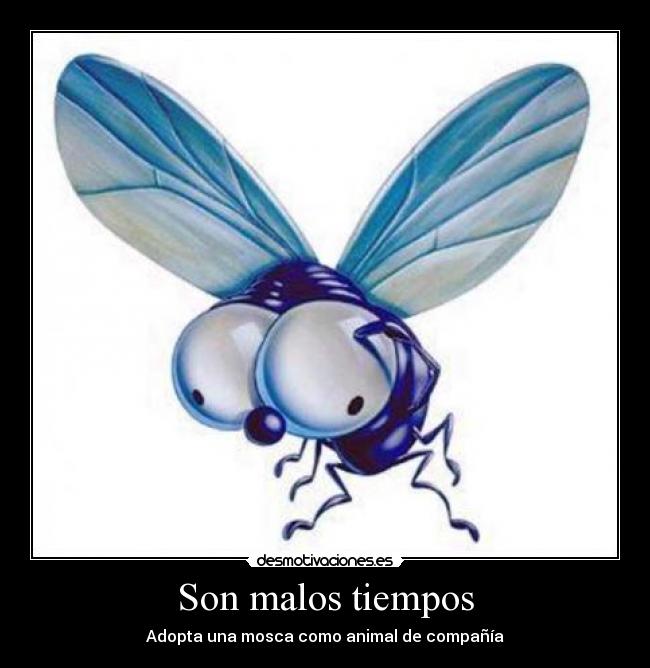 Son malos tiempos - Adopta una mosca como animal de compañía