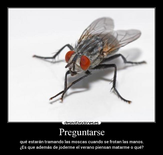 Preguntarse - qué estarán tramando las moscas cuando se frotan las manos.
¿Es que además de joderme el verano piensan matarme o qué?