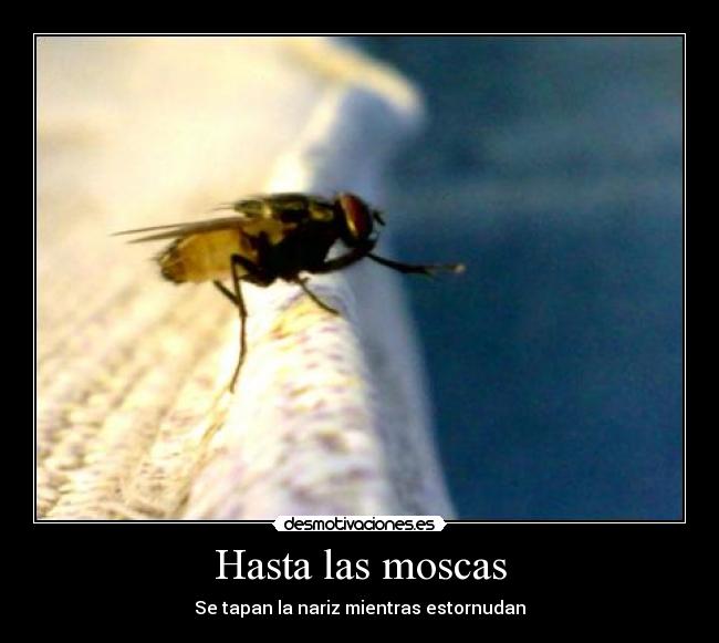 carteles mosca desmotivaciones