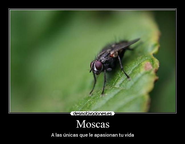 carteles moscas desmotivaciones