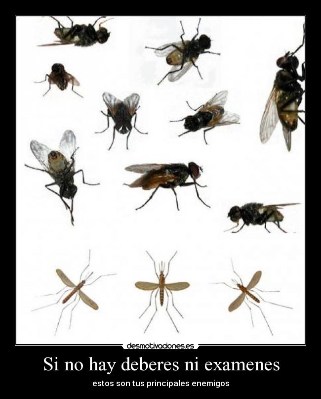 Si no hay deberes ni examenes - 