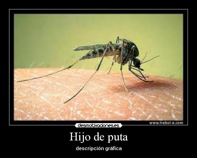Hijo de puta - 