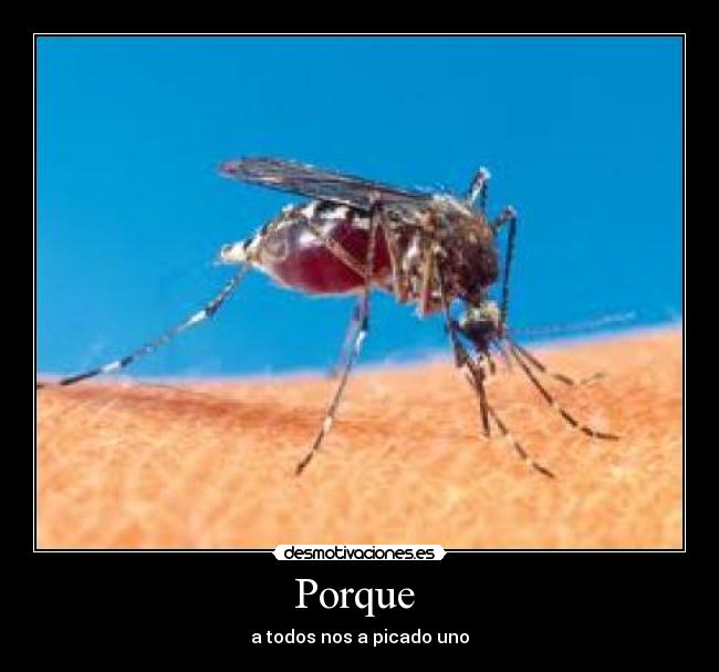 Porque - a todos nos a picado uno