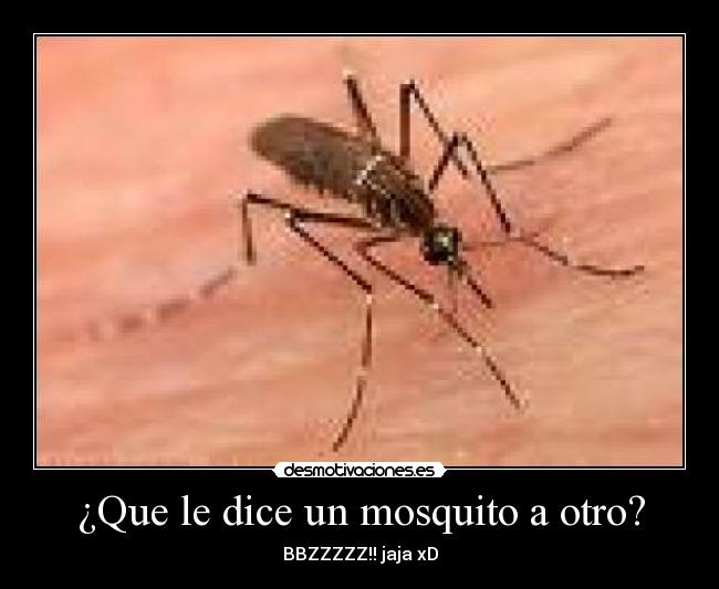 ¿Que le dice un mosquito a otro? -