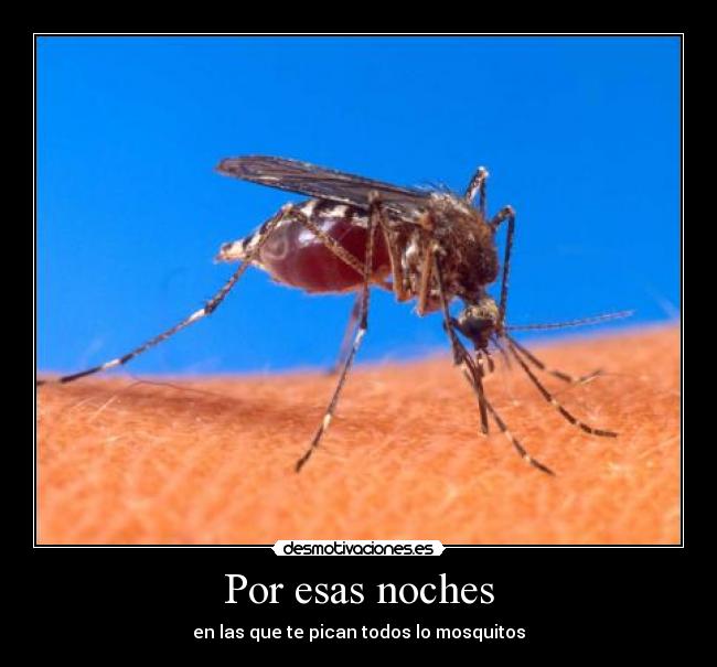 Por esas noches - en las que te pican todos lo mosquitos