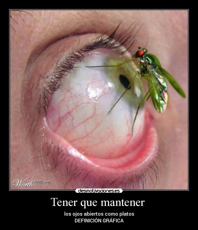 Tener que mantener - los ojos abiertos como platos
DEFINICIÓN GRÁFICA