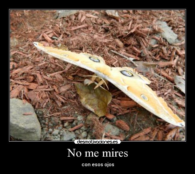 No me mires -