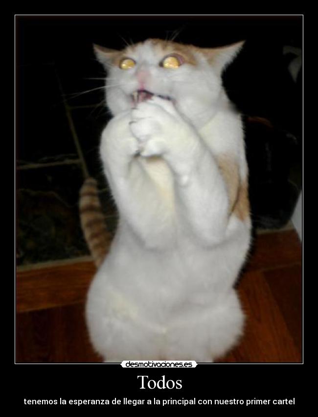 carteles primer cartel gato desmotivaciones