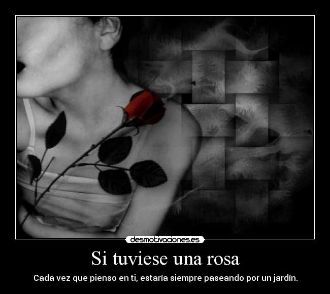 Si tuviese una rosa - 