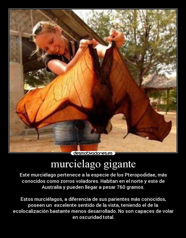 murcielago gigante -