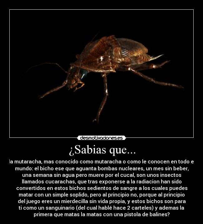 ¿Sabias que... - la mutaracha, mas conocido como mutaracha o como le conocen en todo el
mundo: el bicho ese que aguanta bombas nucleares, un mes sin beber,
una semana sin agua pero muere por el cucal, son unos insectos
llamados cucarachas, que tras exponerse a la radiacion han sido
convertidos en estos bichos sedientos de sangre a los cuales puedes
matar con un simple soplido, pero al principio no, porque al principio
del juego eres un mierdecilla sin vida propia, y estos bichos son para
ti como un sanguinario (del cual hablé hace 2 carteles) y ademas la
primera que matas la matas con una pistola de balines?