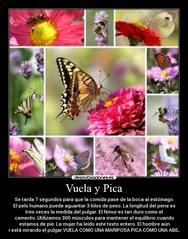 Vuela y Pica - 