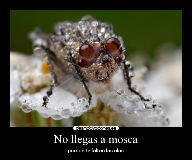 No llegas a mosca -