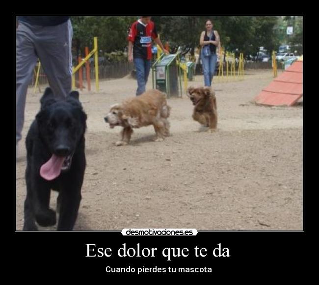 carteles dolor perro ultimo desmotivaciones