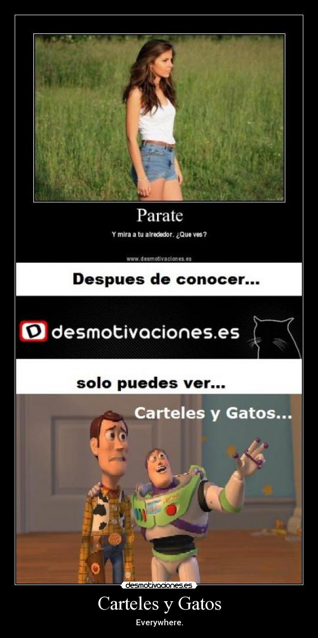 Carteles y Gatos -