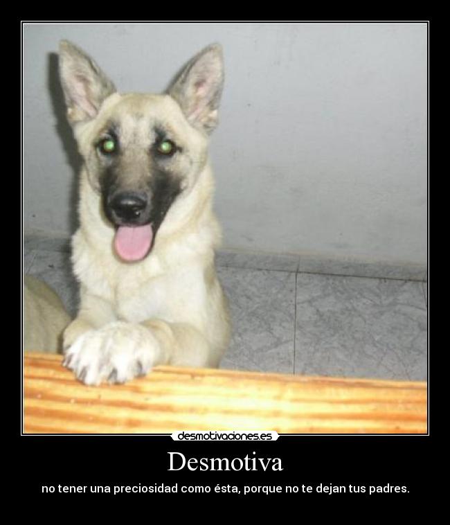 Desmotiva - no tener una preciosidad como ésta, porque no te dejan tus padres.