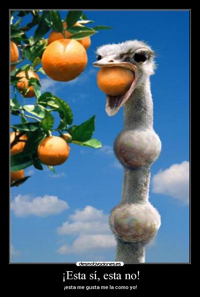 ¡Esta sí, esta no! -