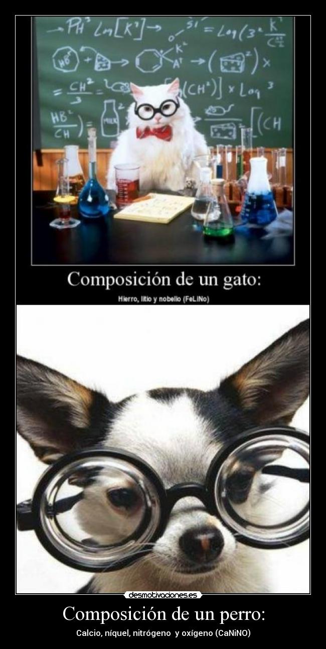 Composición de un perro: - 