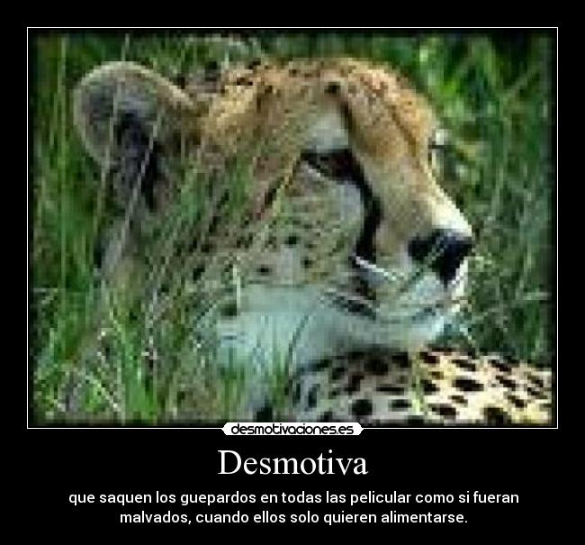 Desmotiva - que saquen los guepardos en todas las pelicular como si fueran
malvados, cuando ellos solo quieren alimentarse.