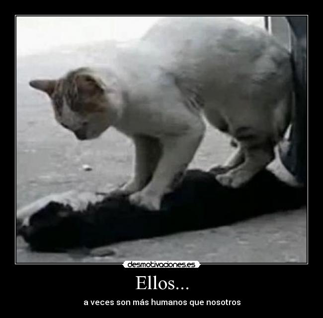 Ellos... - 