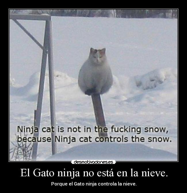 El Gato ninja no está en la nieve. - 