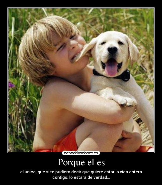 carteles perro desmotivaciones