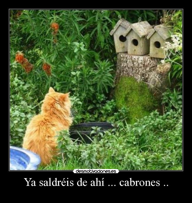 carteles gatocaza desmotivaciones