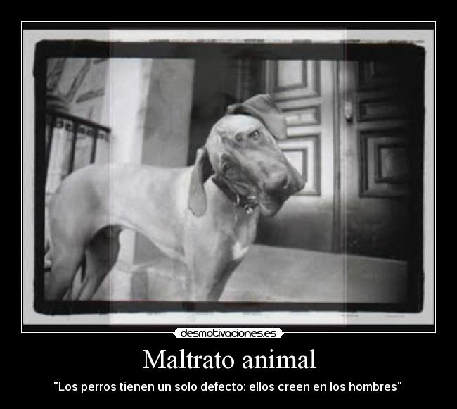 Maltrato animal - 