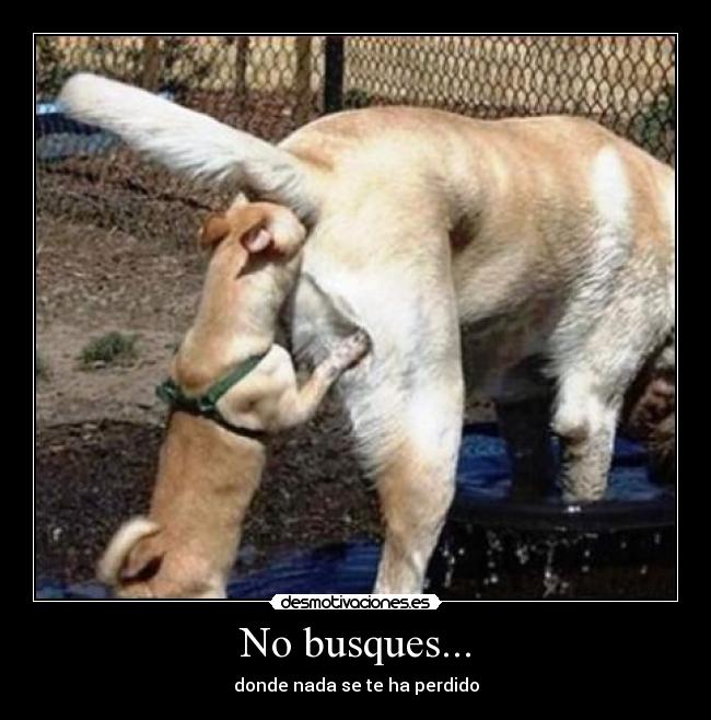 No busques... - donde nada se te ha perdido