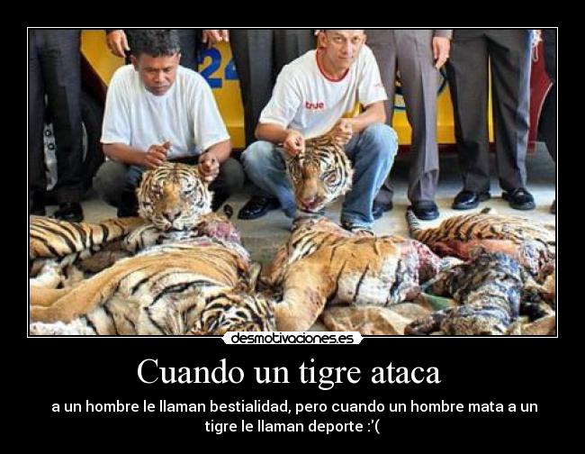 Cuando un tigre ataca  - 