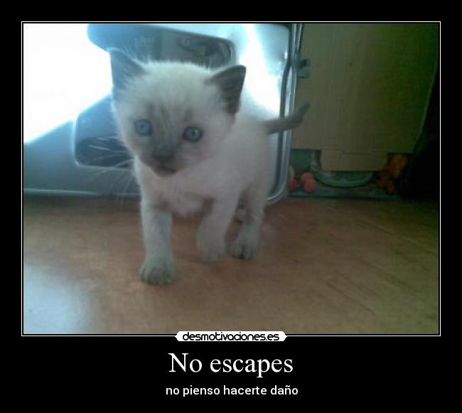 carteles gatosdano desmotivaciones