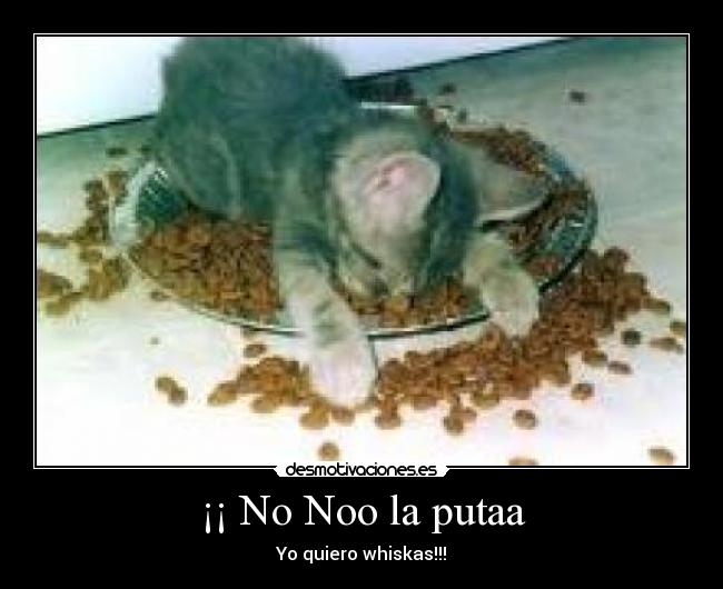 ¡¡ No Noo la putaa - Yo quiero whiskas!!!