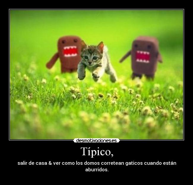 Típico, - salir de casa & ver como los domos corretean gaticos cuando están aburridos.