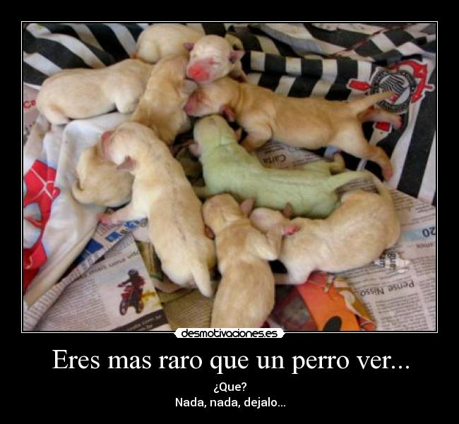 Eres mas raro que un perro ver... - ¿Que?
Nada, nada, dejalo...