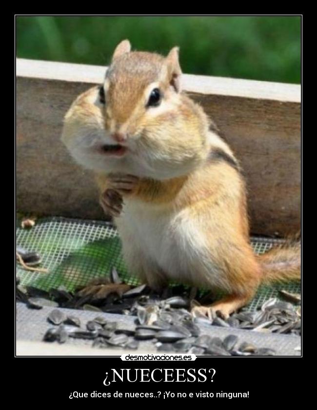 ¿NUECEESS? - ¿Que dices de nueces..? ¡Yo no e visto ninguna!
