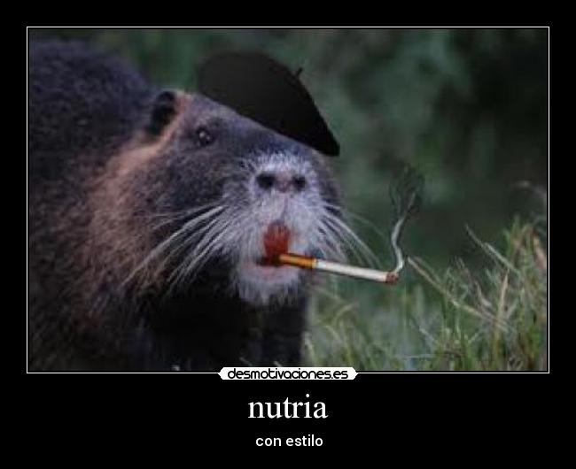 nutria - con estilo