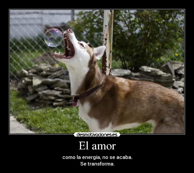 El amor -