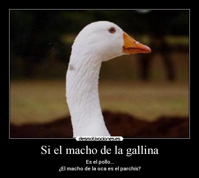 Si el macho de la gallina - 