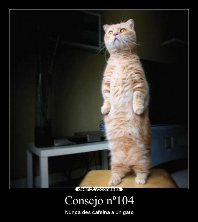 Consejo nº104 -