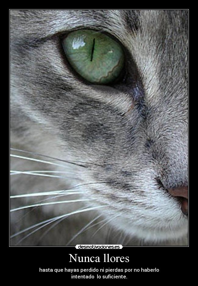Nunca llores - hasta que hayas perdido ni pierdas por no haberlo
intentado lo suficiente.